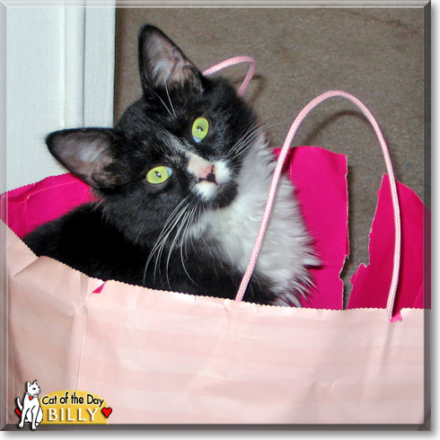 Billy, the Cat of the Day