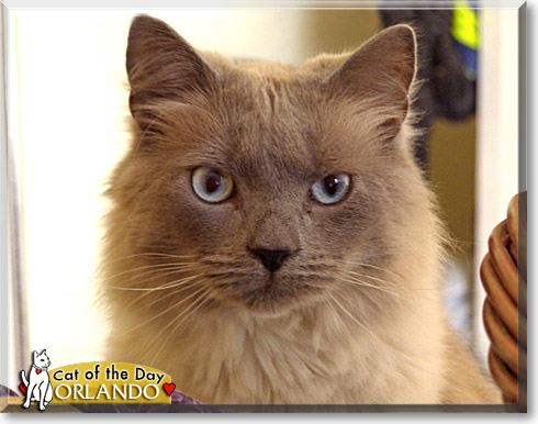 Orlando, the Cat of the Day