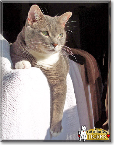 Tigrrr, the Cat of the Day