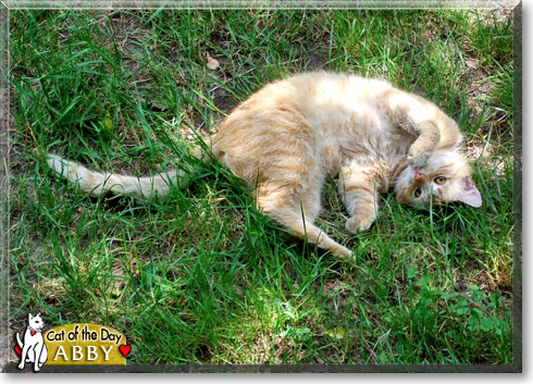 Abby, the Cat of the Day