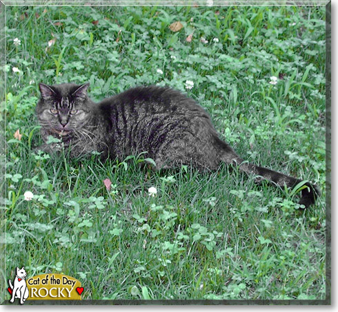 Rocky, the Cat of the Day