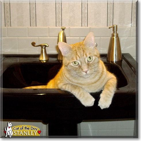 Stanley, the Cat of the Day