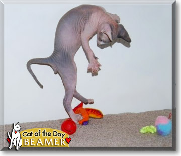 Beamer, the Cat of the Day