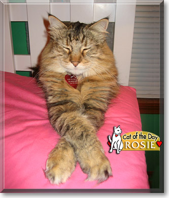 Rosie, the Cat of the Day