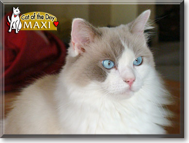 Maximiliano, the Cat of the Day
