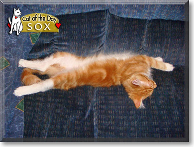 Sox, the Cat of the Day