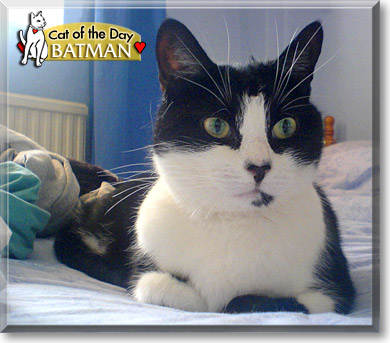 Batman, the Cat of the Day