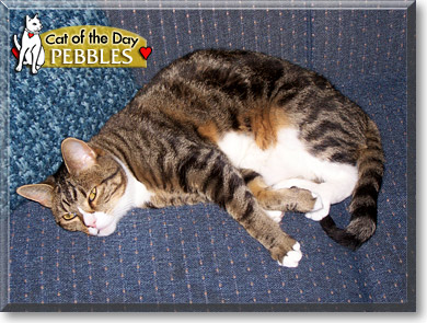 Pebbles, the Cat of the Day