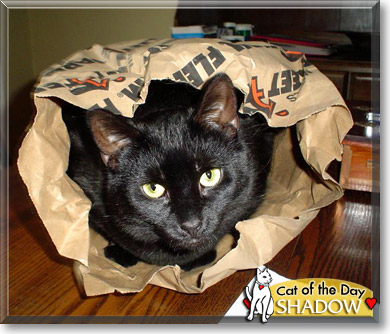 Shadow, the Cat of the Day