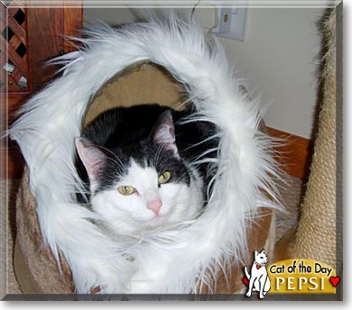 Pepsi, the Cat of the Day