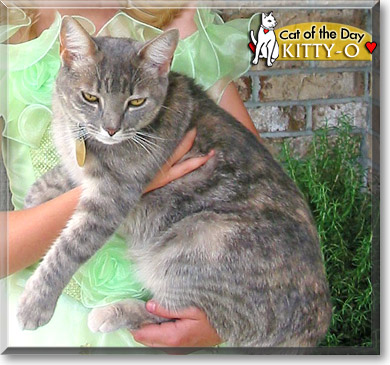 Kitty-o, the Cat of the Day