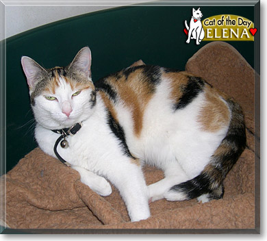 Elena, the Cat of the Day