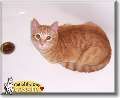 Cassidy, the Cat of the Day