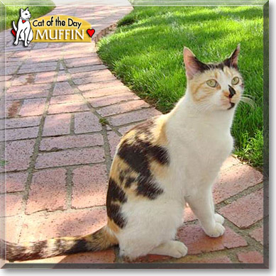 Muffin, the Cat of the Day