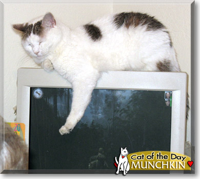 Munchkin, the Cat of the Day