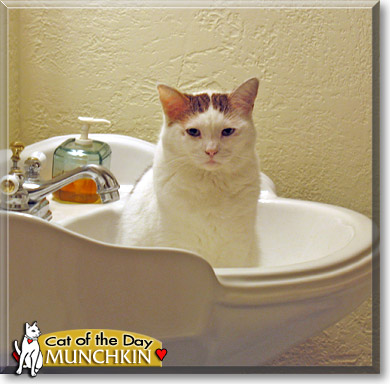 Muffin, the Cat of the Day