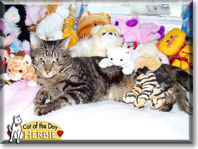 Herbie, the Cat of the Day