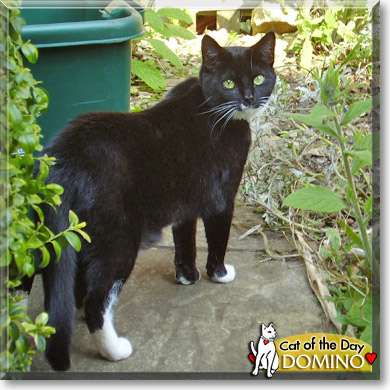 Domino, the Cat of the Day
