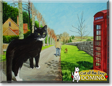 Domino, the Cat of the Day