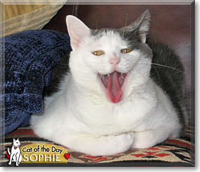Sophie, the Cat of the Day