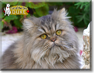 Duke, the Cat of the Day