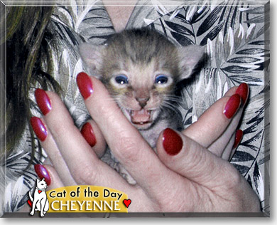 Cheyenne, the Cat of the Day