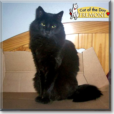 Fremont, the Cat of the Day