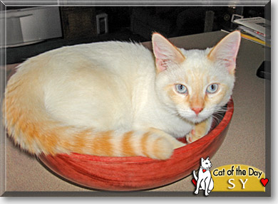 Sy, the Cat of the Day