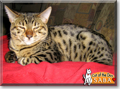 Saba, the Cat of the Day
