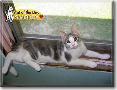 Smokey, the Cat of the Day