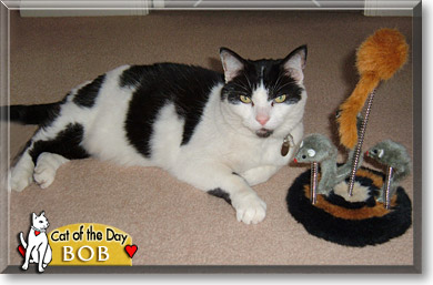 Bob, the Cat of the Day
