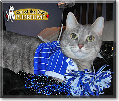 Purrfume, the Cat of the Day