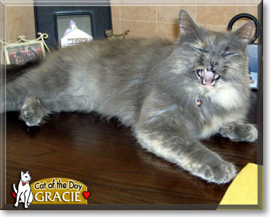 Gracie, the Cat of the Day