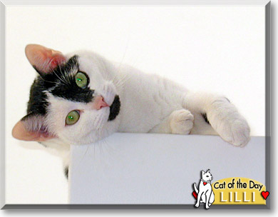 Lilli, the Cat of the Day