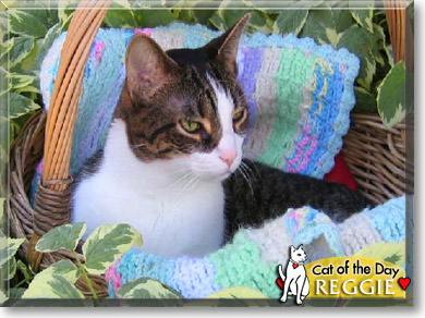Reggie, the Cat of the Day