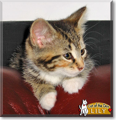 Lily, the Cat of the Day
