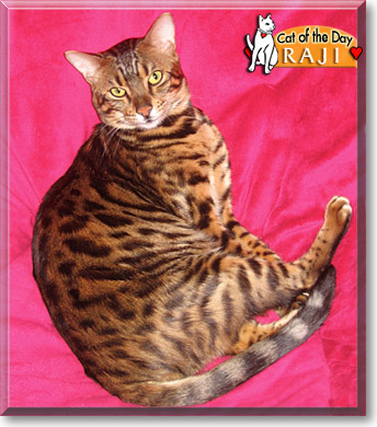 Raji, the Cat of the Day