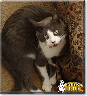 Little Puss, the Cat of the Day