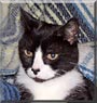 Sylvester