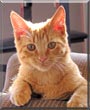 Rosco