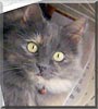 Gracie