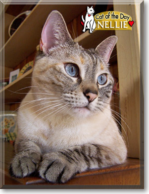 Nellie, the Cat of the Day