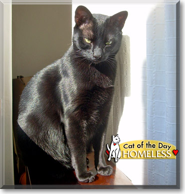 Homeless, the Cat of the Day