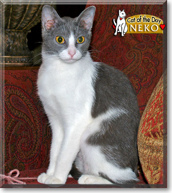Neko, the Cat of the Day