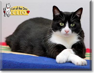 Clio, the Cat of the Day