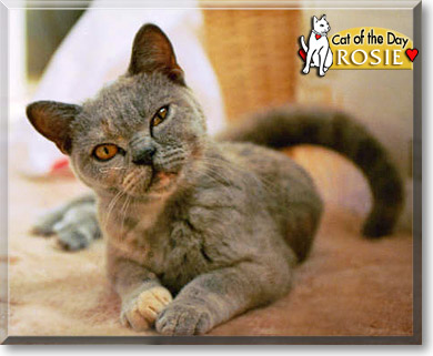 Rosie, the Cat of the Day