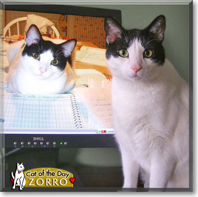Zorro, the Cat of the Day