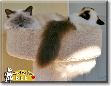 Bee, the Cat of the Day