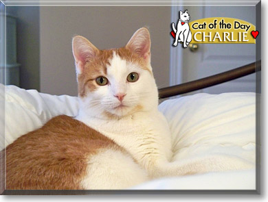 Charlie, the Cat of the Day