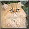 Cat of the Day